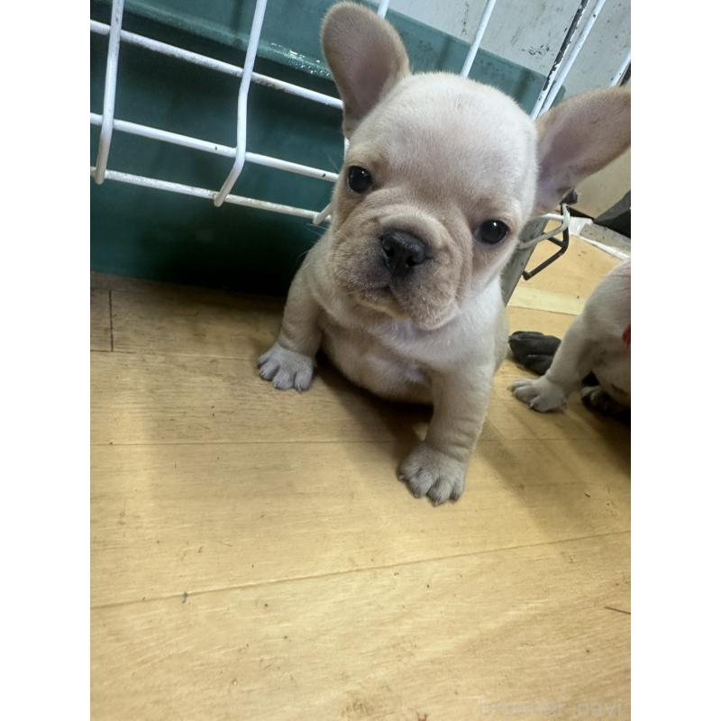 販売中の千葉県のフレンチブルドッグ-449040の4枚目