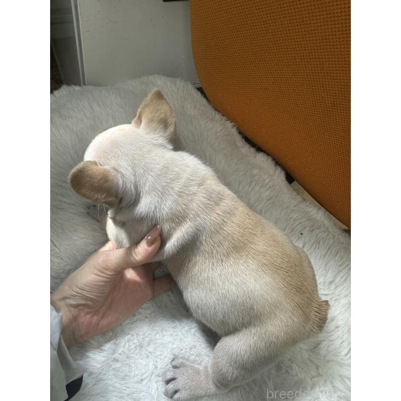 販売中の千葉県のフレンチブルドッグ-449040の3枚目