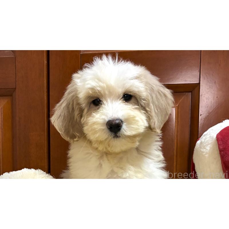 販売中の茨城県のミックス犬-449042