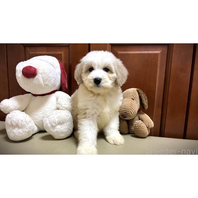 販売中の茨城県のミックス犬-449042の2枚目