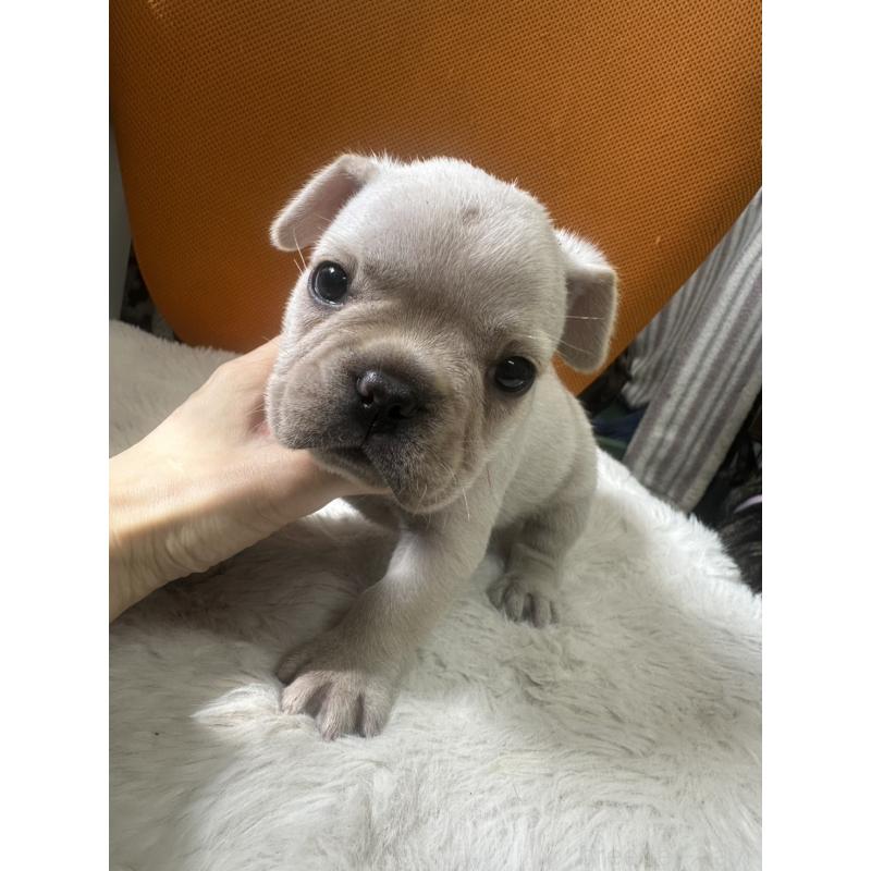 販売中の千葉県のフレンチブルドッグ-449041の5枚目