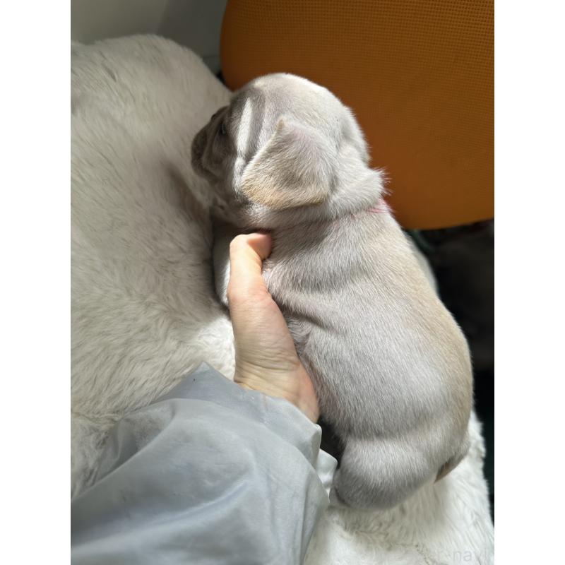 販売中の千葉県のフレンチブルドッグ-449041の3枚目