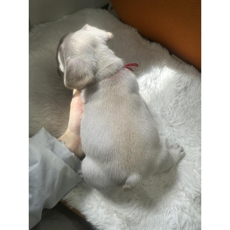 販売中の千葉県のフレンチブルドッグ-449041の2枚目