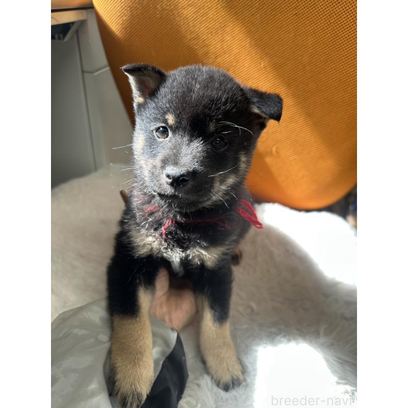 販売中の千葉県の豆柴-445602