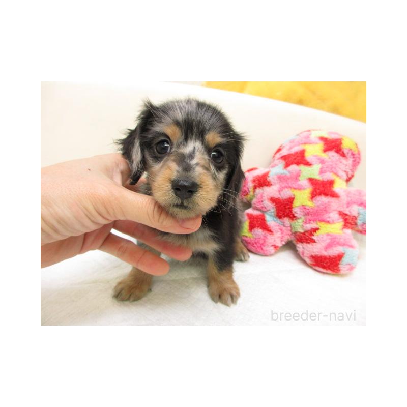 販売中の大阪府のミニチュアダックスフンド(ロングヘアード)-449043の2枚目