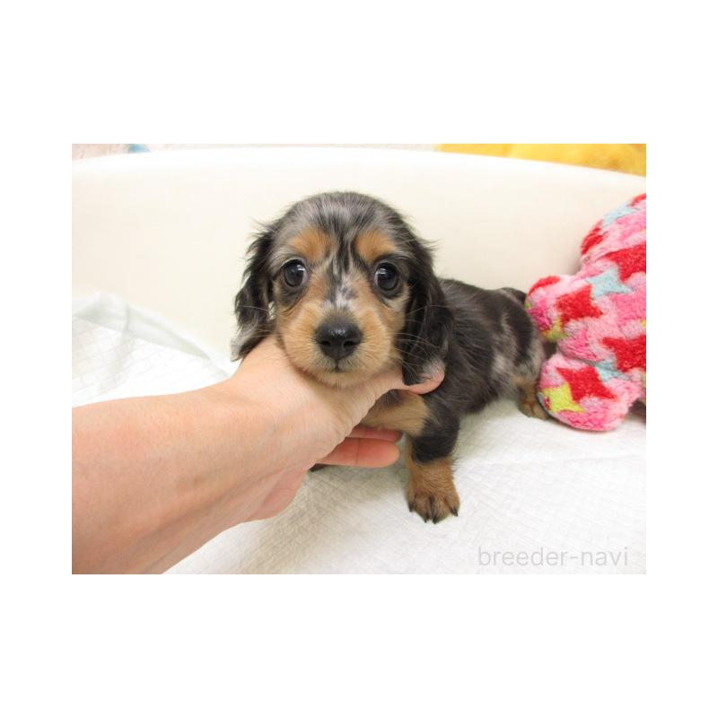 販売中の大阪府のミニチュアダックスフンド(ロングヘアード)-449044の1枚目