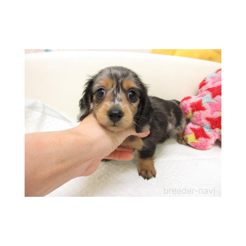 販売中の大阪府のミニチュアダックスフンド(ロングヘアード)-449044の2枚目