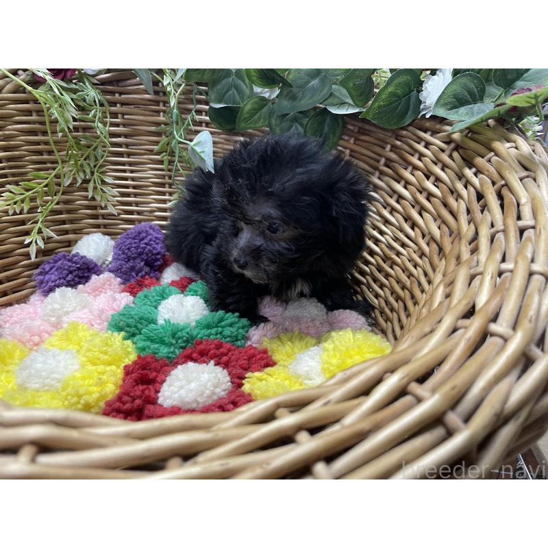 販売中の愛媛県のマルプー:マルチーズ×トイプードル-449045の6枚目