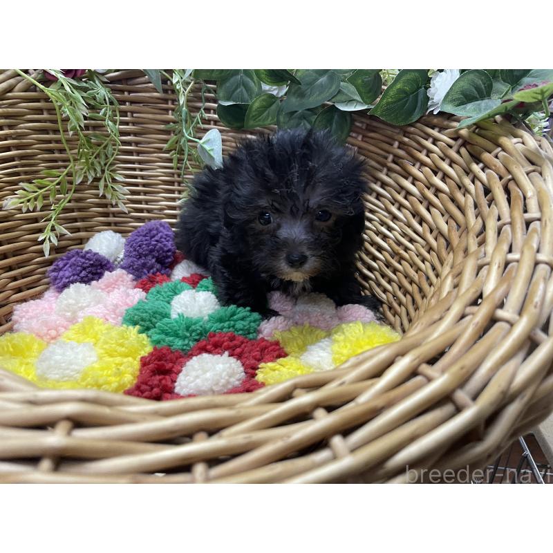 販売中の愛媛県のマルプー:マルチーズ×トイプードル-449045の5枚目