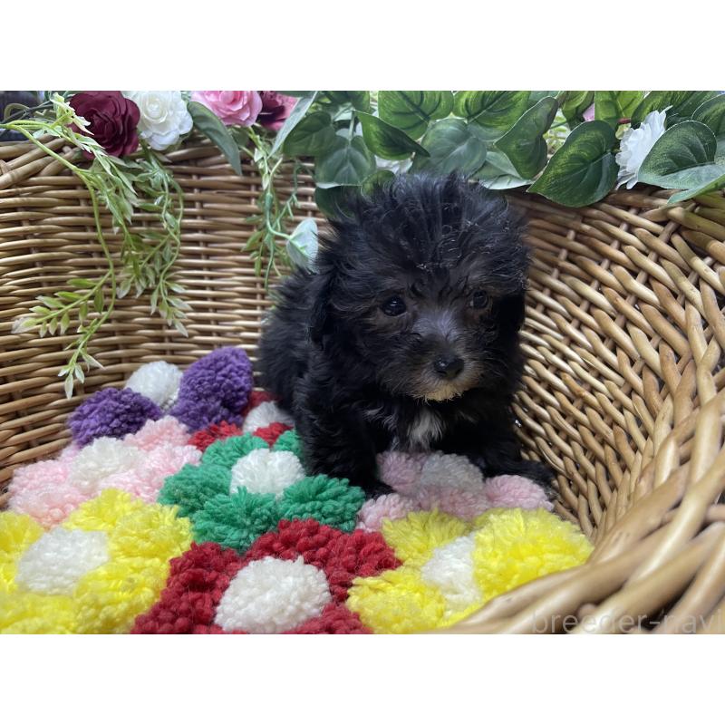 販売中の愛媛県のマルプー:マルチーズ×トイプードル-449045の3枚目