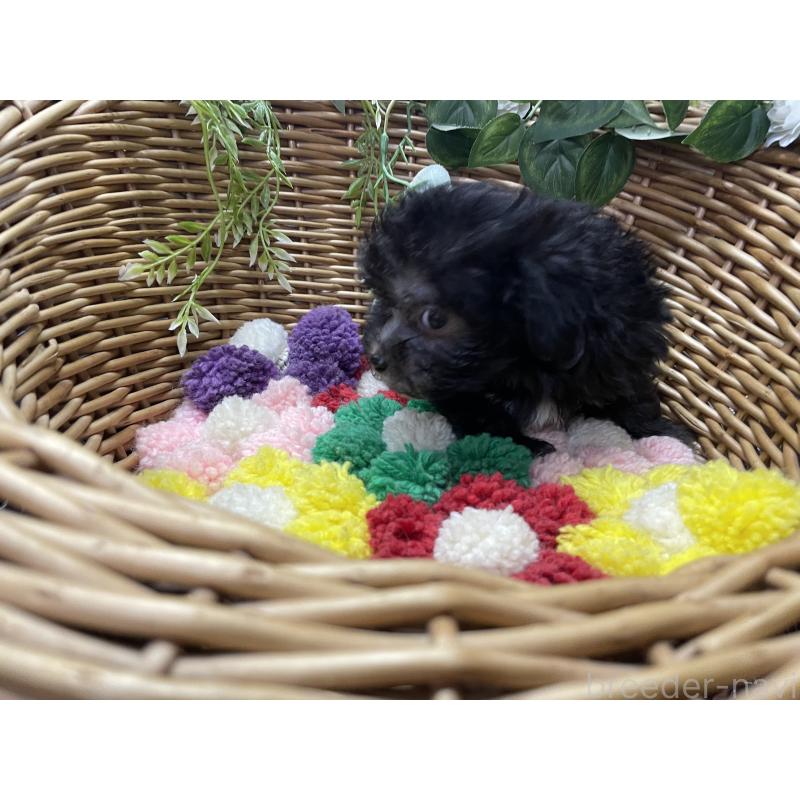 販売中の愛媛県のマルプー:マルチーズ×トイプードル-449045の2枚目