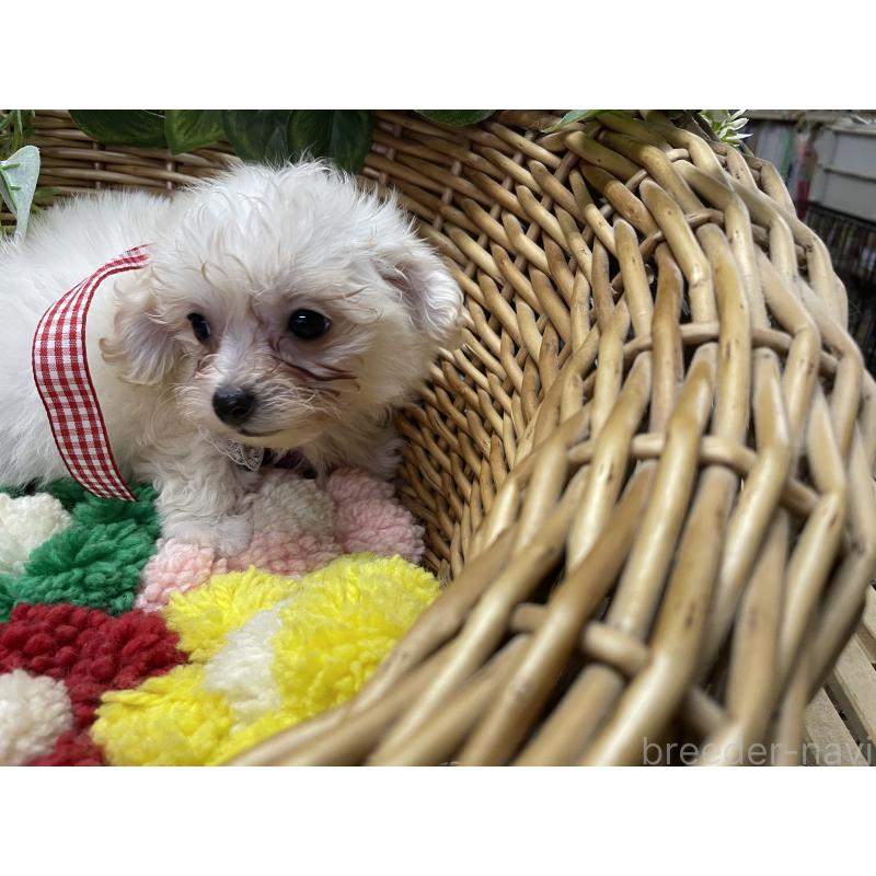 販売中の愛媛県のマルプー:マルチーズ×トイプードル-449046の5枚目