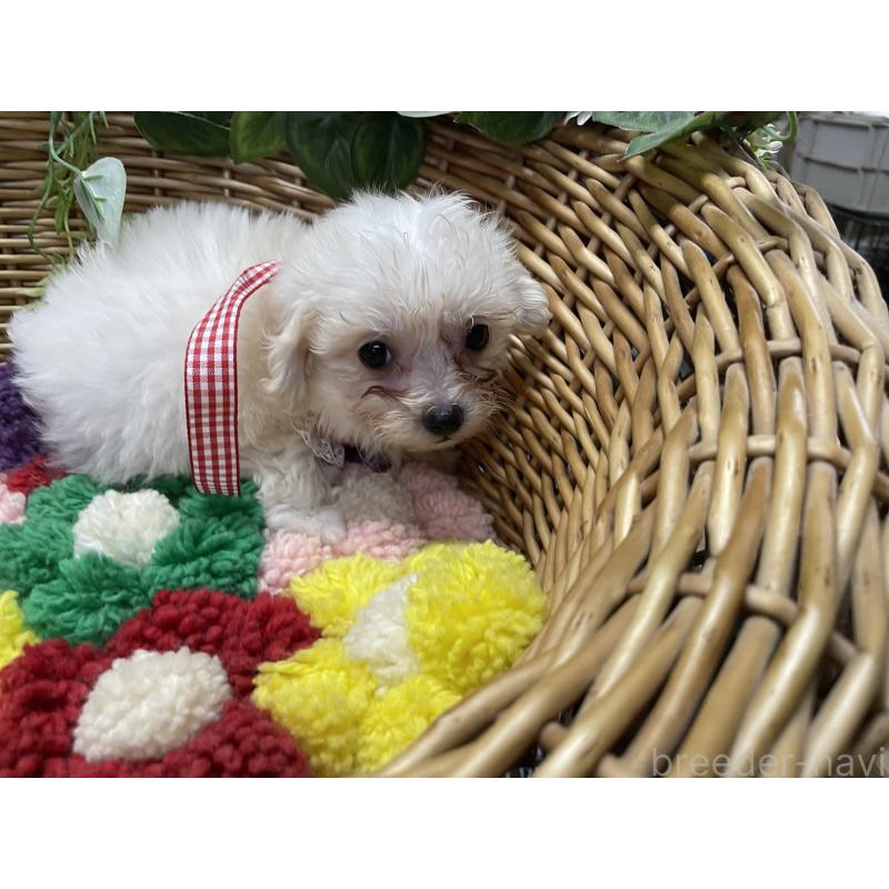 販売中の愛媛県のマルプー:マルチーズ×トイプードル-449046の4枚目