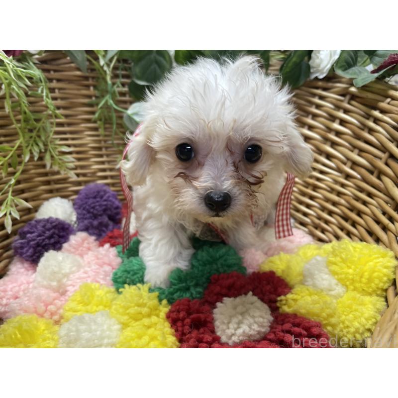 販売中の愛媛県のマルプー:マルチーズ×トイプードル-449046の3枚目