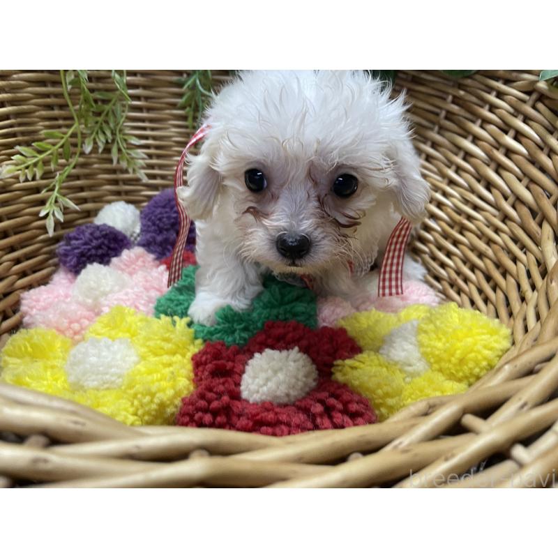 販売中の愛媛県のマルプー:マルチーズ×トイプードル-449046の2枚目