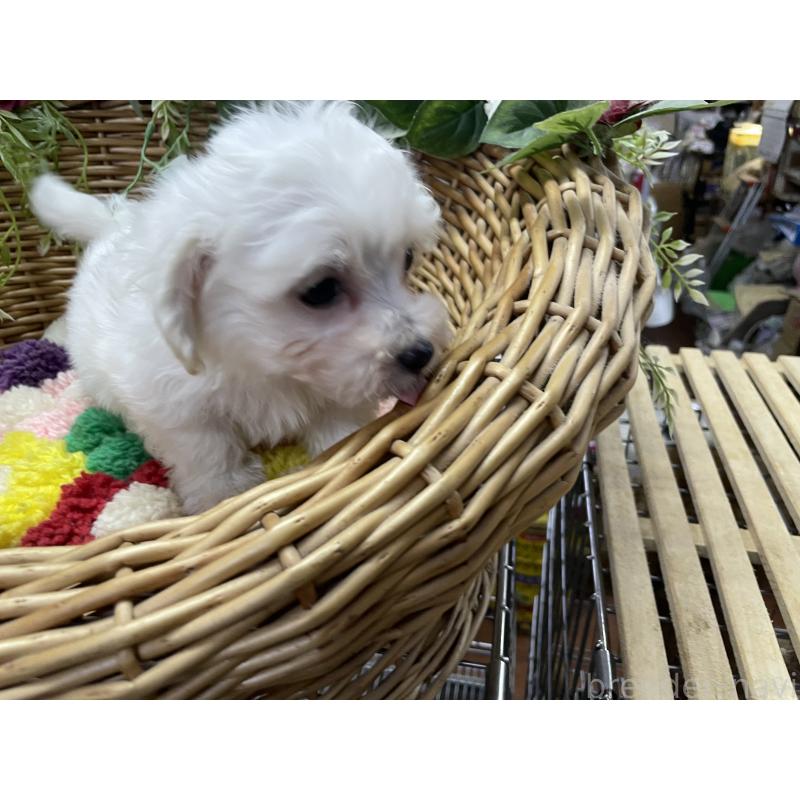 販売中の愛媛県のマルプー:マルチーズ×トイプードル-449048の4枚目