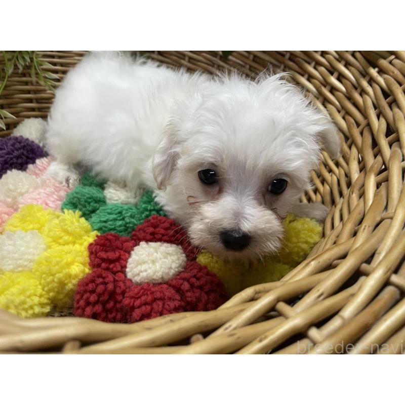 販売中の愛媛県のマルプー:マルチーズ×トイプードル-449048の2枚目