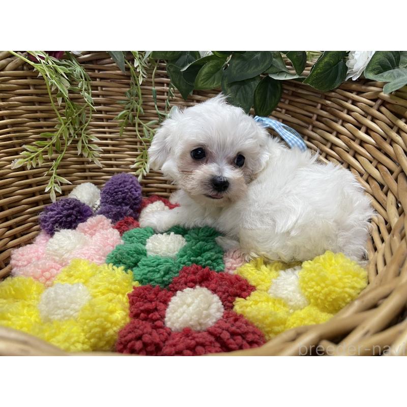 販売中の愛媛県のマルプー:マルチーズ×トイプードル-449051の3枚目