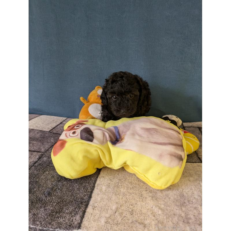 販売中の千葉県のトイプードル-449049の2枚目