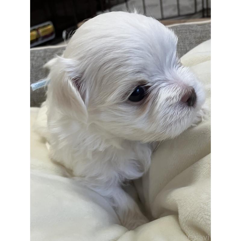 販売中の岐阜県のマルチーズ-444779