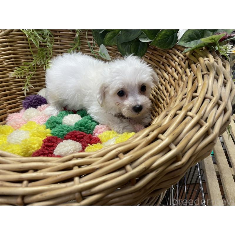 販売中の愛媛県のマルプー:マルチーズ×トイプードル-449057の5枚目