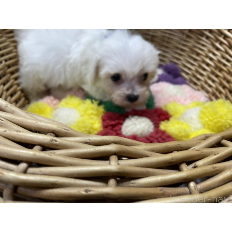 販売中の愛媛県のマルプー:マルチーズ×トイプードル-449057の4枚目