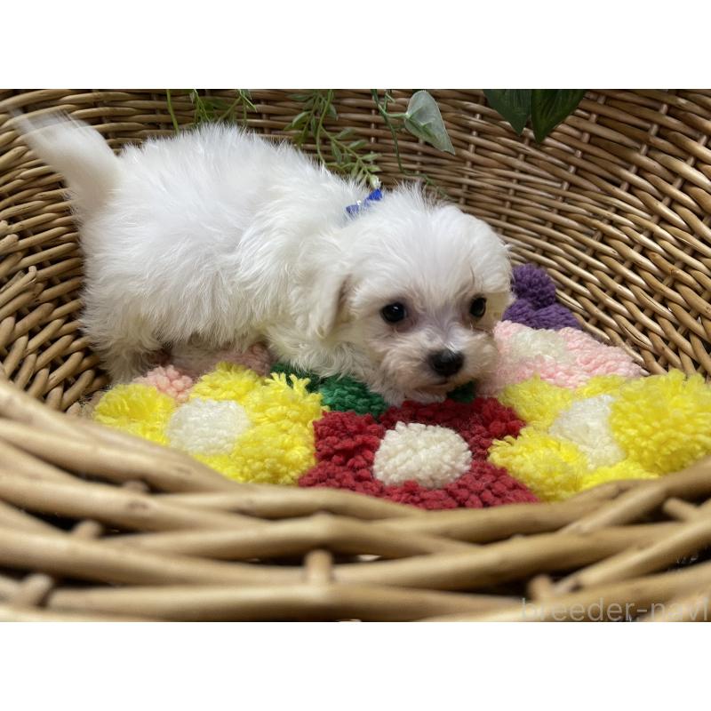 販売中の愛媛県のマルプー:マルチーズ×トイプードル-449057の3枚目