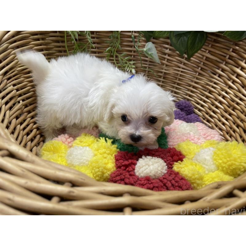 販売中の愛媛県のマルプー:マルチーズ×トイプードル-449057の2枚目