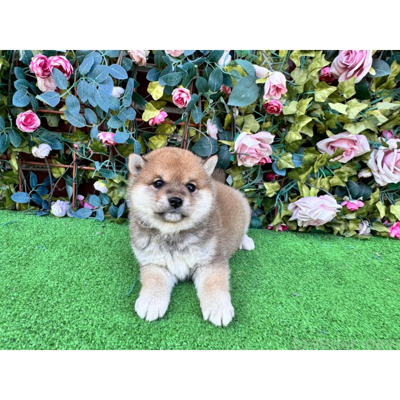 商談中の茨城県の柴犬-440618の5枚目