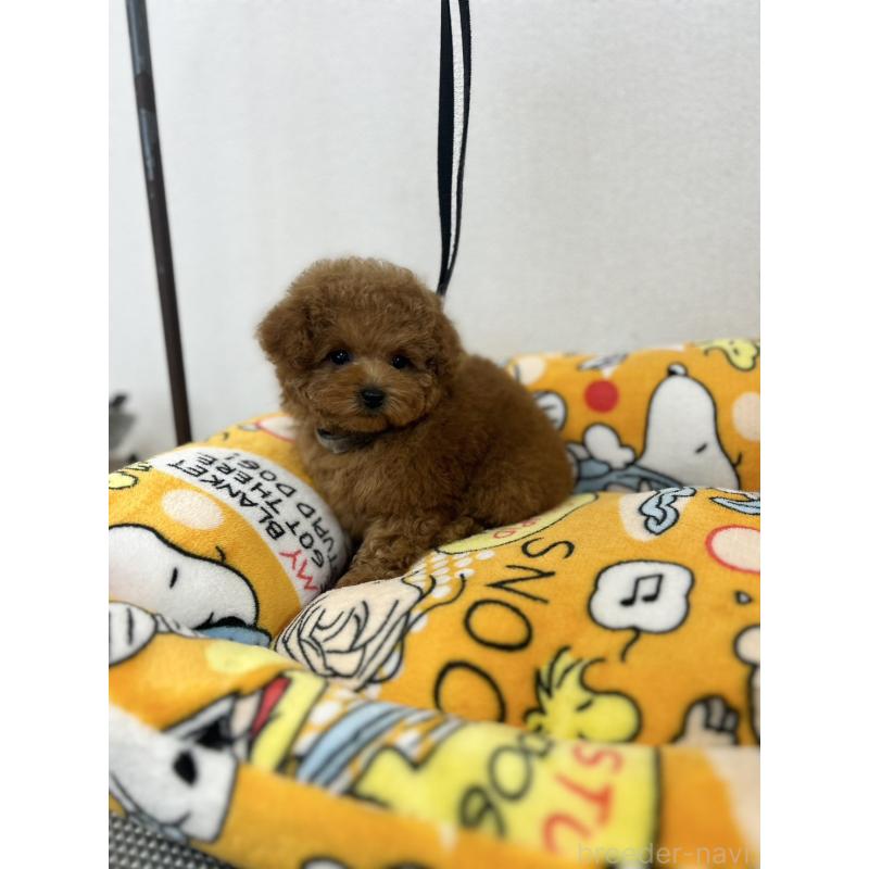 販売中の石川県のティーカッププードル-449056の7枚目