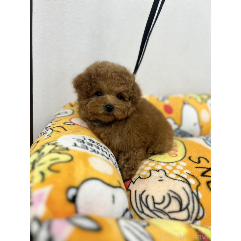 販売中の石川県のティーカッププードル-449056の6枚目