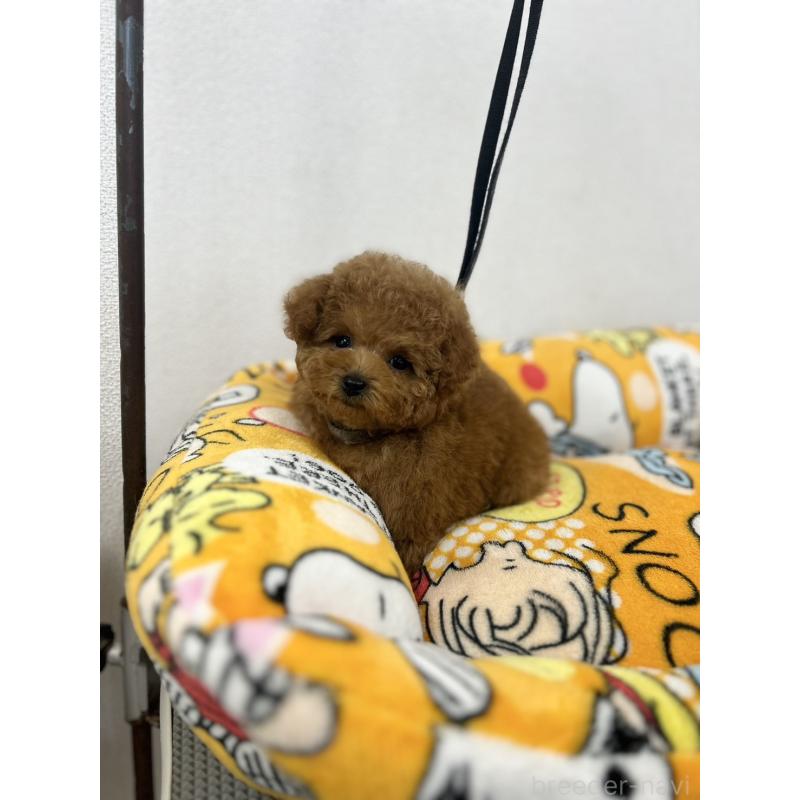 販売中の石川県のティーカッププードル-449056の5枚目