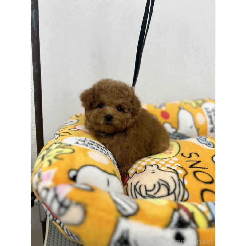 販売中の石川県のティーカッププードル-449056の4枚目