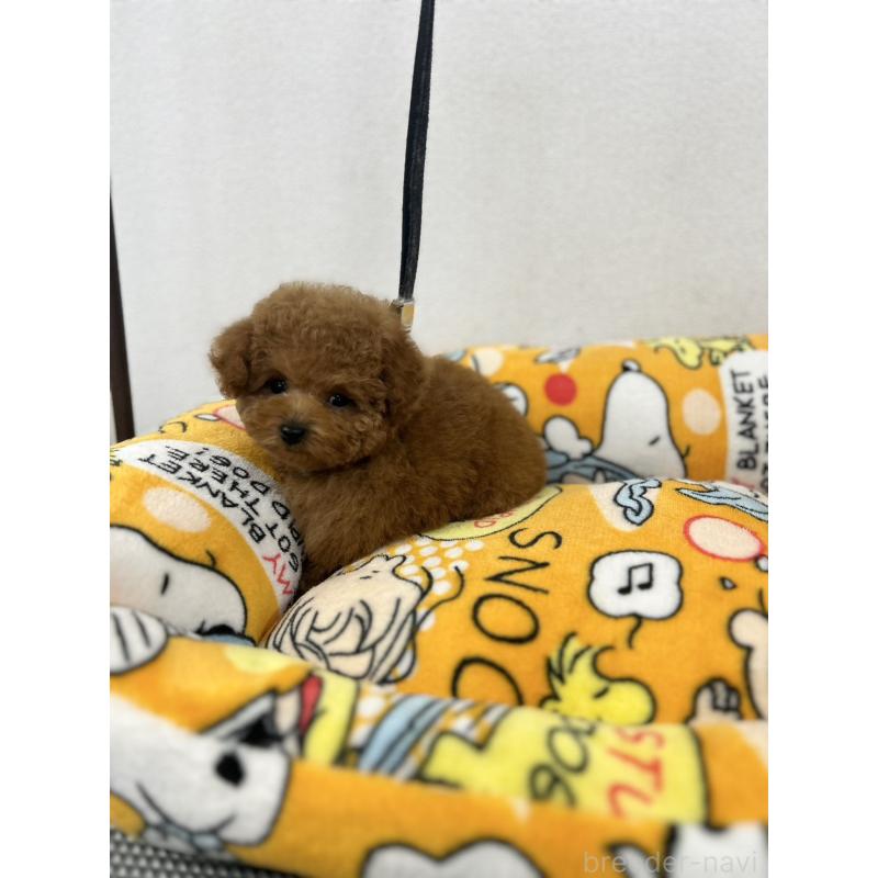 販売中の石川県のティーカッププードル-449056の3枚目