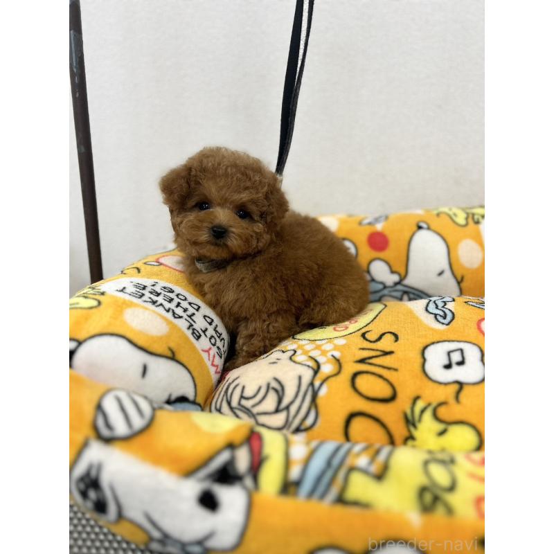 販売中の石川県のティーカッププードル-449056の2枚目