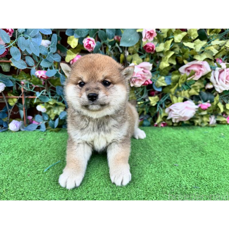 商談中の茨城県の柴犬-440618の4枚目