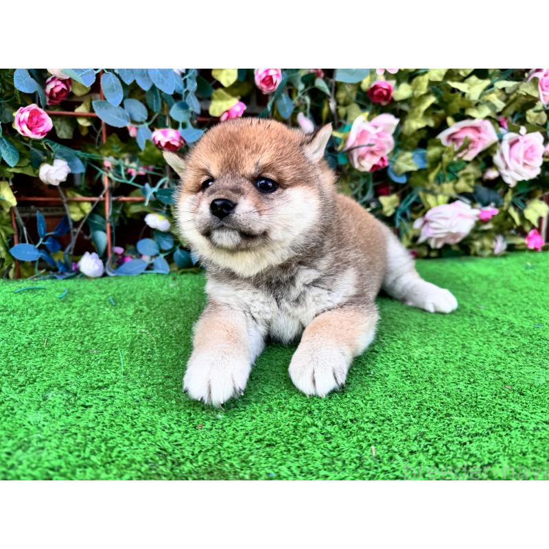 商談中の茨城県の柴犬-440618の3枚目