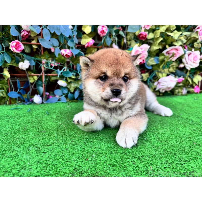 商談中の茨城県の柴犬-440618の2枚目