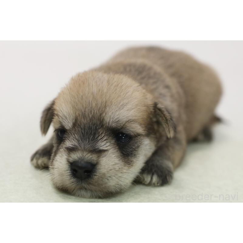 販売中の神奈川県のマルシュナ:マルチーズ×ミニチュアシュナウザー-449059