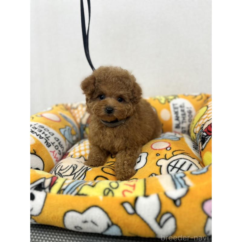 販売中の石川県のティーカッププードル-449058