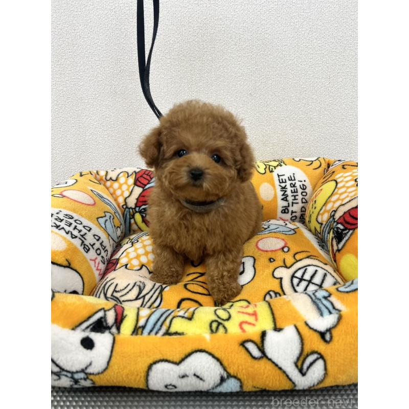 販売中の石川県のティーカッププードル-449058の8枚目