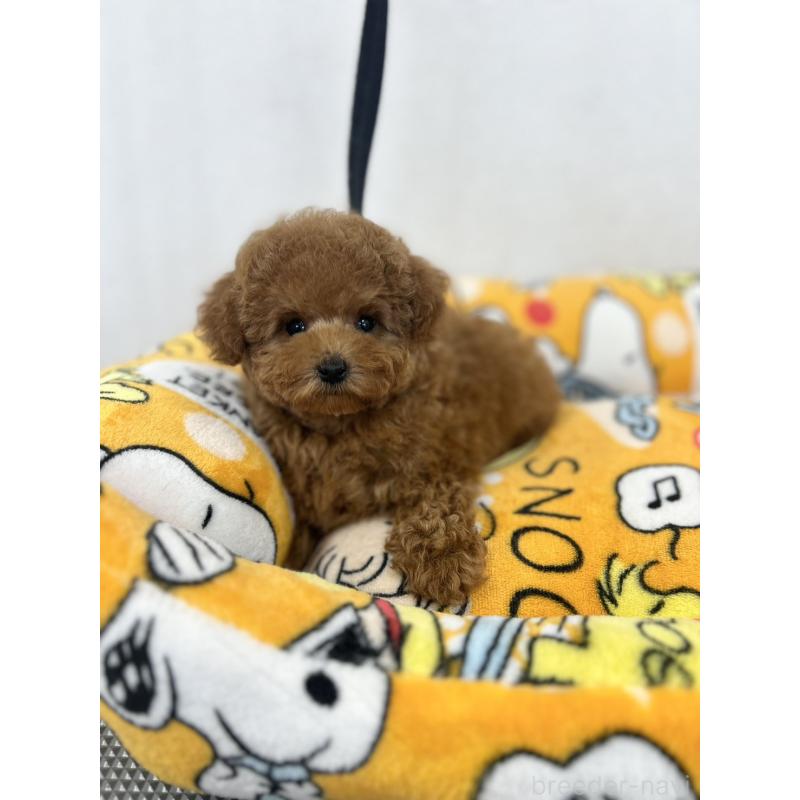 販売中の石川県のティーカッププードル-449058の7枚目