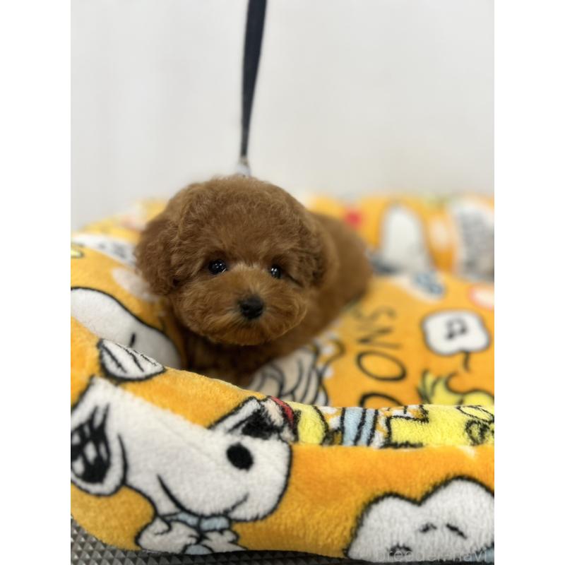 販売中の石川県のティーカッププードル-449058の6枚目