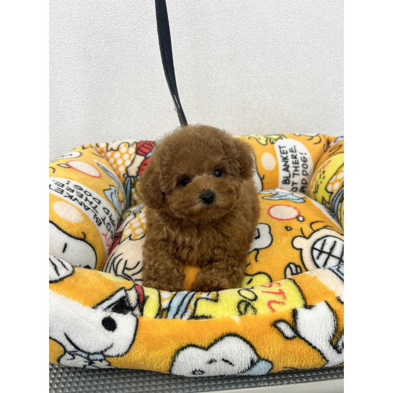 販売中の石川県のティーカッププードル-449058の5枚目