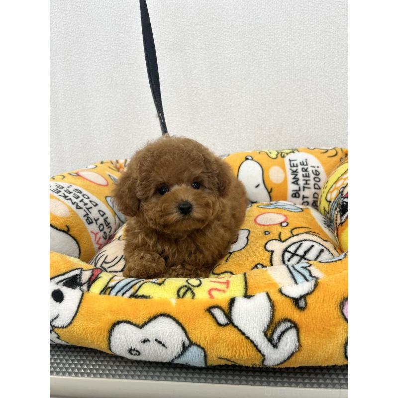 販売中の石川県のティーカッププードル-449058の4枚目