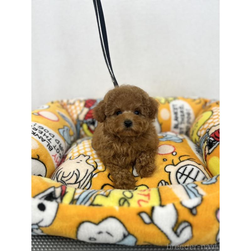 販売中の石川県のティーカッププードル-449058の3枚目