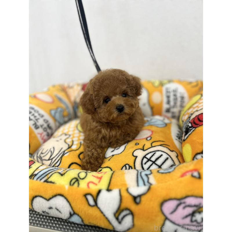 販売中の石川県のティーカッププードル-449058の2枚目