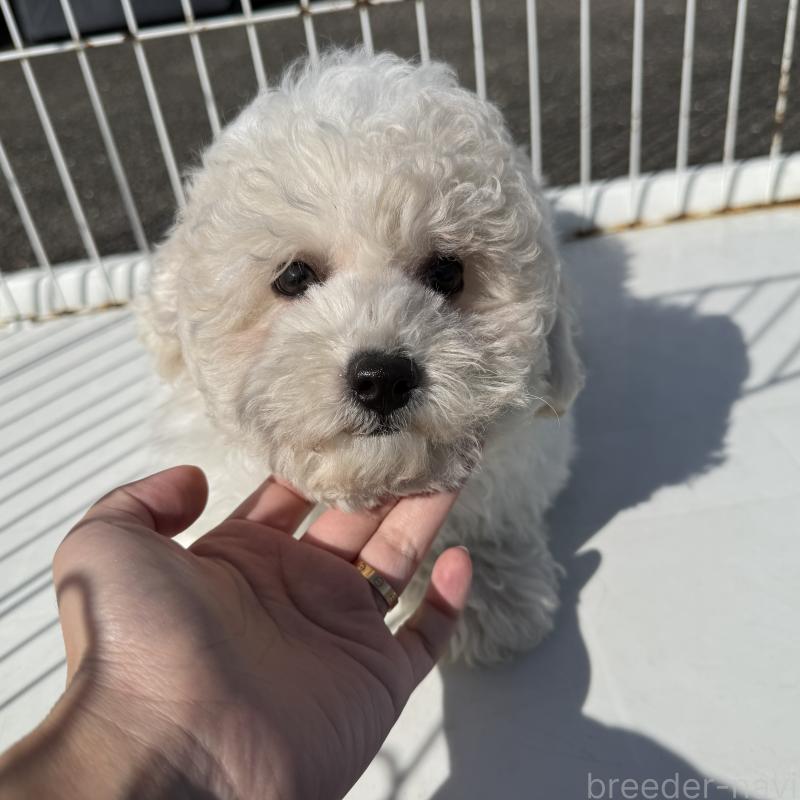 販売中の岐阜県のビションフリーゼ-449060の3枚目