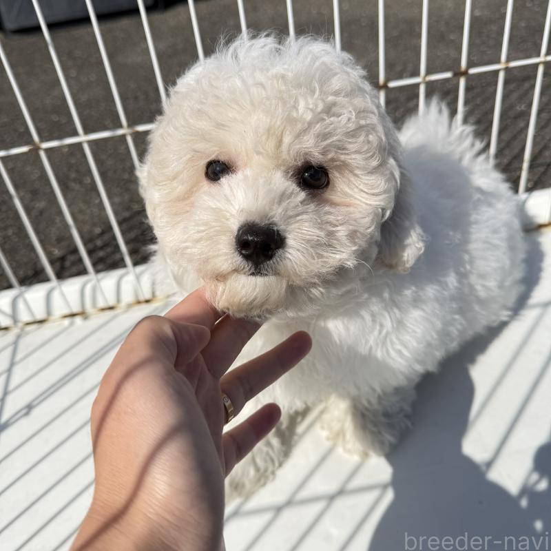 販売中の岐阜県のビションフリーゼ-449060の2枚目