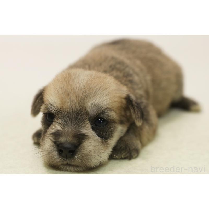 販売中の神奈川県のマルシュナ:マルチーズ×ミニチュアシュナウザー-449061